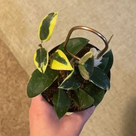 Photo of the plant species Hoya verticillata by @BackupAlmond named Mando on Greg, the plant care app