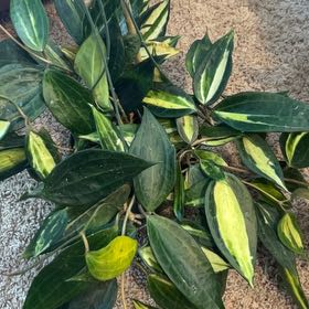 Photo of the plant species Hoya macrophylla by @BackupAlmond named Sahara on Greg, the plant care app