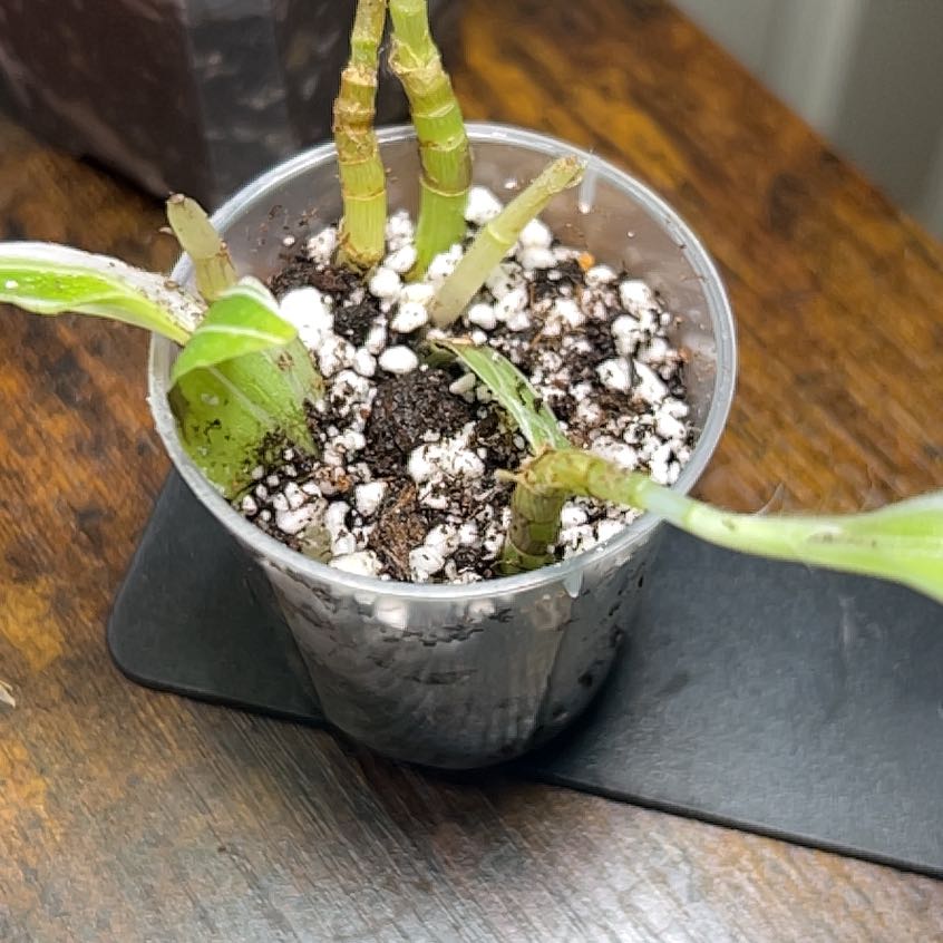 Photo of the plant species Tradescantia 'Aurea' by @BackupAlmond named Sherlock on Greg, the plant care app