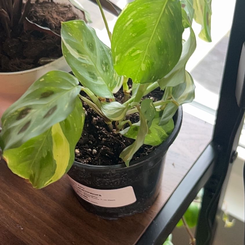 Photo of the plant species Prayer Plant 'Kim' by @BackupAlmond named Khaleesi on Greg, the plant care app