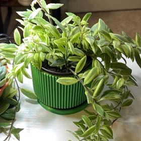 Photo of the plant species Bolero Bicolor Lipstick by @BackupAlmond named Mochi on Greg, the plant care app