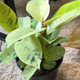 Photo of the plant species Ficus Moonshine by @BackupAlmond named Clooney on Greg, the plant care app