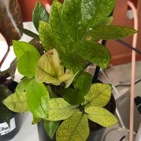 Photo of the plant species ZZ chameleon by @BackupAlmond named Tolkien on Greg, the plant care app