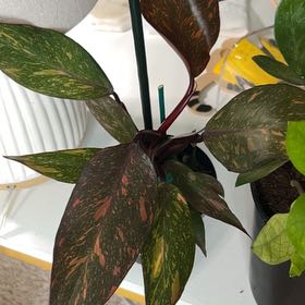 Photo of the plant species Orange Princess by @BackupAlmond named Foxxy on Greg, the plant care app