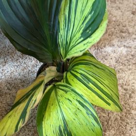 Photo of the plant species Spoliated Kaempferia by @BackupAlmond named Gobi on Greg, the plant care app