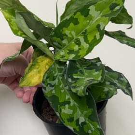 Photo of the plant species Anglaonema Tricolor by @BackupAlmond named Sahara on Greg, the plant care app