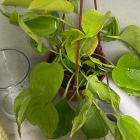 Photo of the plant species Neon Pothos by @BackupAlmond named LiloStitch on Greg, the plant care app