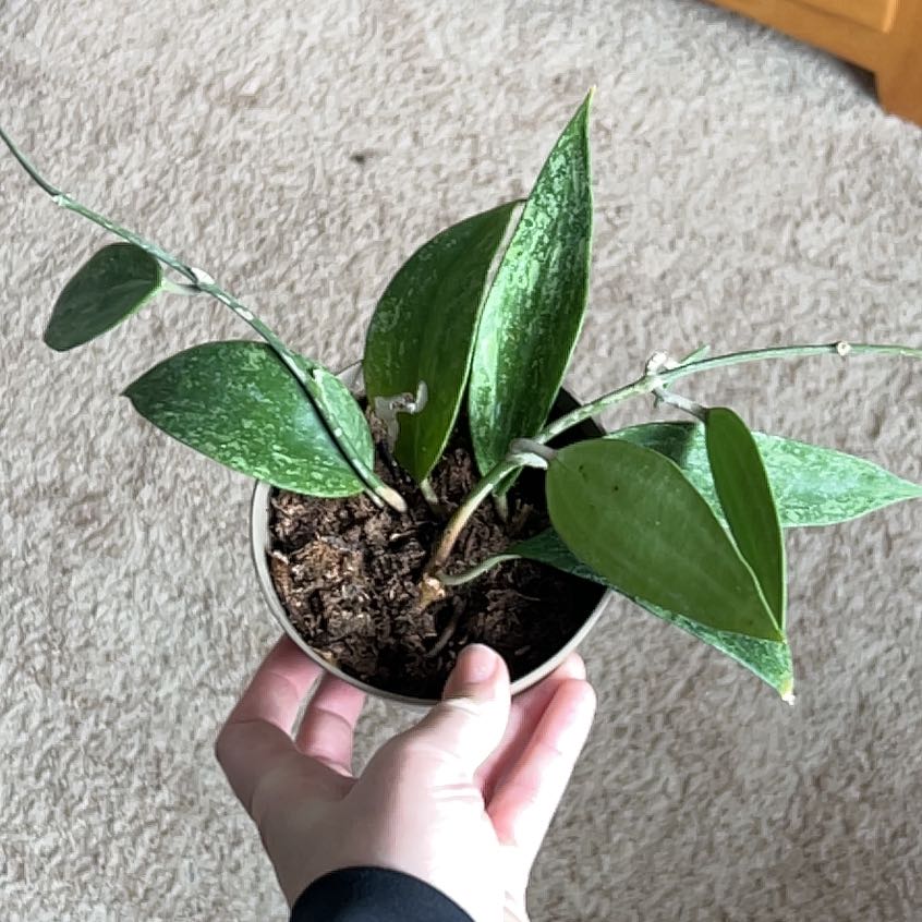 Photo of the plant species Hoya Rangsan by @BackupAlmond named Kylie on Greg, the plant care app
