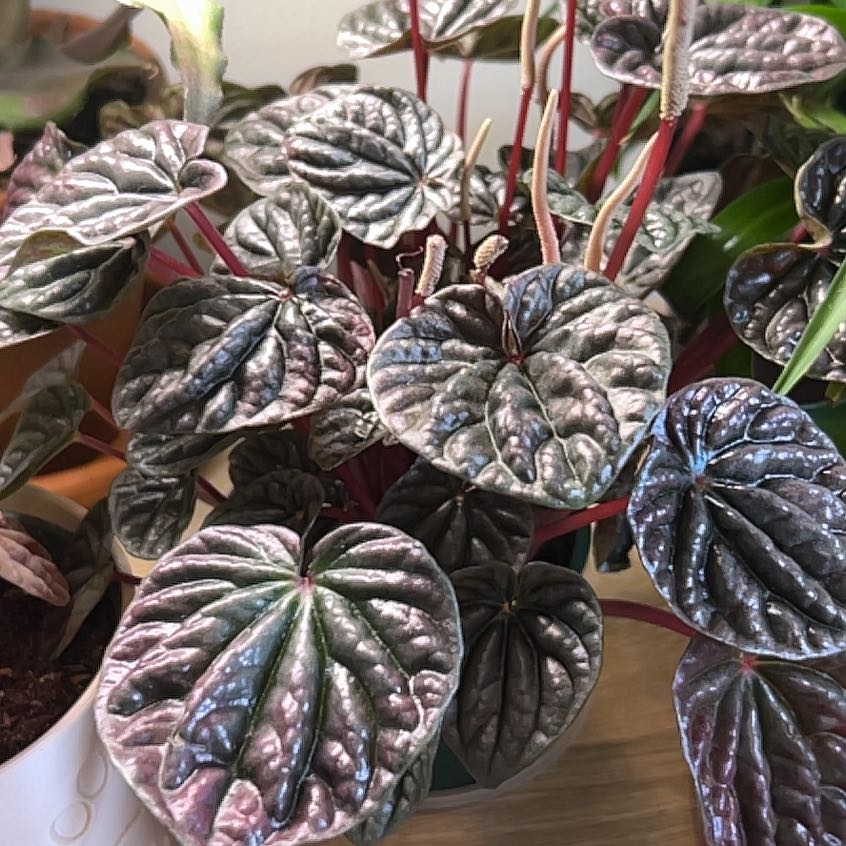 Photo of the plant species Red Luna Peperomia by @BackupAlmond named Surya on Greg, the plant care app