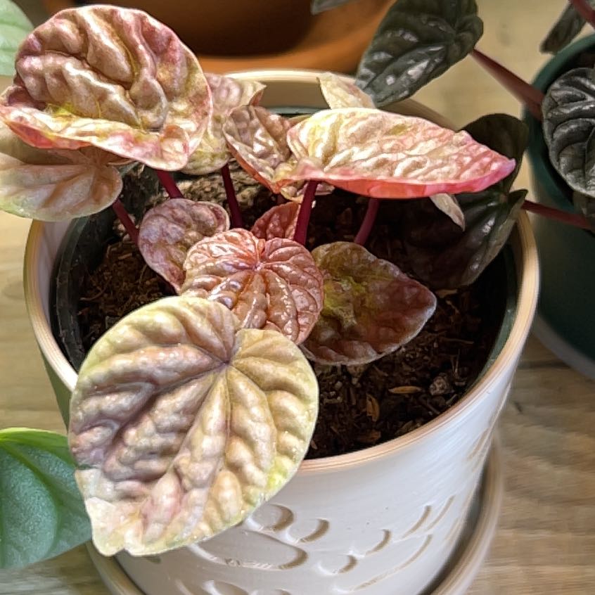 Photo of the plant species Quito by @BackupAlmond named Beckham on Greg, the plant care app