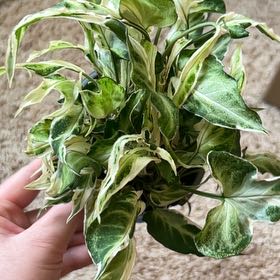 Photo of the plant species Syngonium Starlite by @BackupAlmond named Doja Cat on Greg, the plant care app