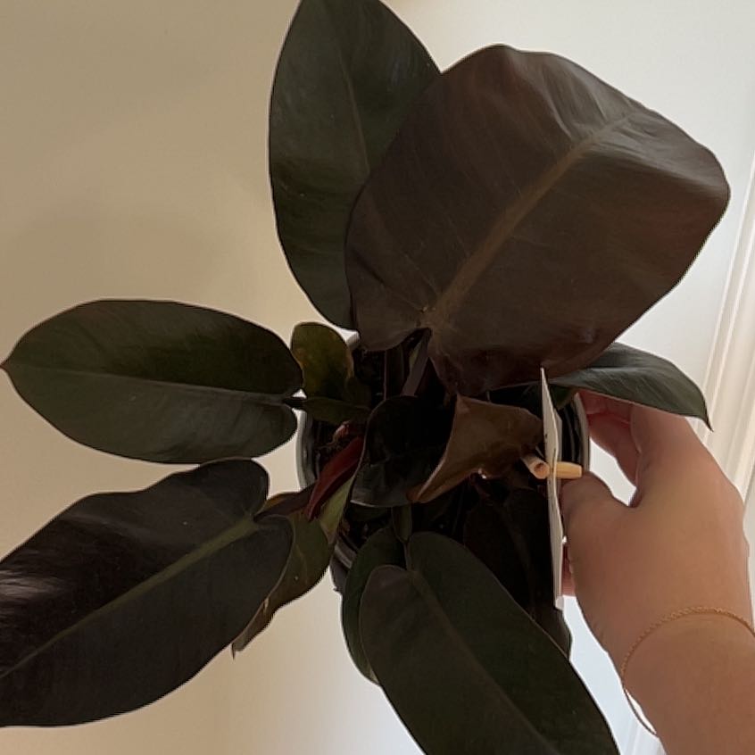 Photo of the plant species Philodendron 'Black Cardinal' by @BackupAlmond named Michelle Branch on Greg, the plant care app