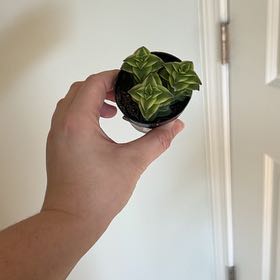 Photo of the plant species String of Buttons by @BackupAlmond named Lavender on Greg, the plant care app