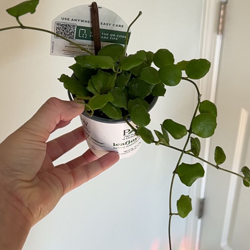 Photo of the plant species Hoya endauensis by @BackupAlmond named Willow on Greg, the plant care app