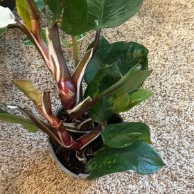 Photo of the plant species Philodendron Red Anderson by @BackupAlmond named Huckleberry Fern on Greg, the plant care app