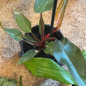 Photo of the plant species Philodendron Dark Lord by @BackupAlmond named Taylor Swift on Greg, the plant care app