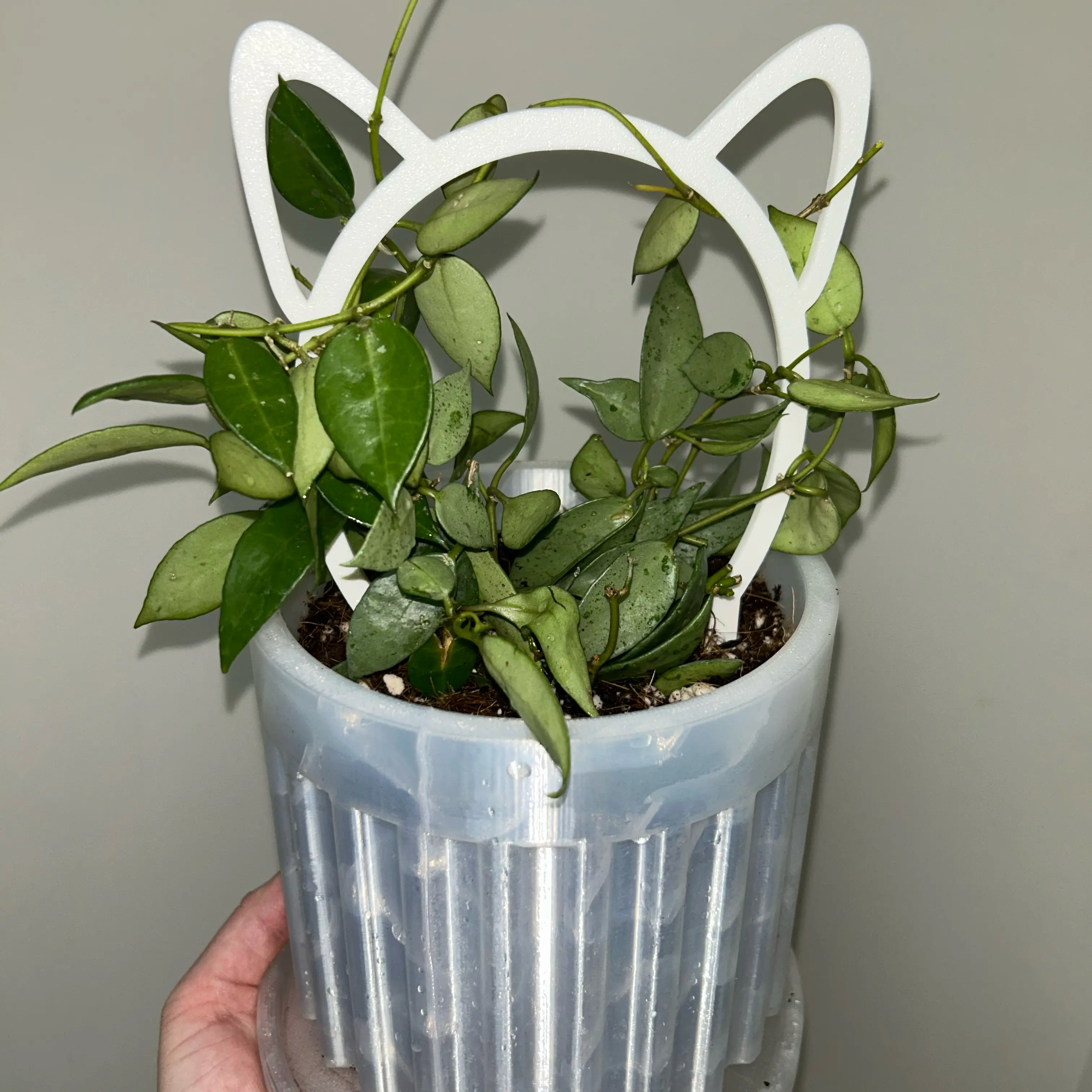 Photo of the plant species Hoya lacunosa ‘Mint’ by @BackupAlmond named Harmony on Greg, the plant care app