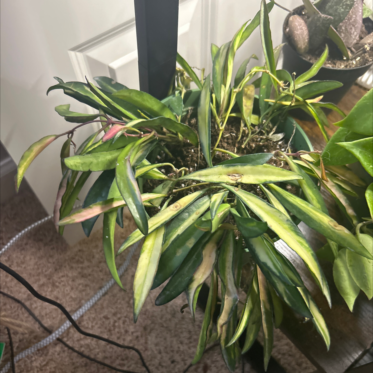Photo of the plant species Hoya Wayetti by @BackupAlmond named Navajo on Greg, the plant care app
