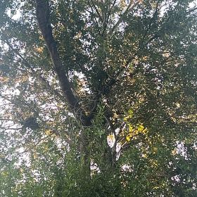 Photo of the plant species Black Poplar by @StylishPersia57 named Mollie on Greg, the plant care app