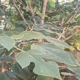 Photo of the plant species Paper Mulberry by @StylishPersia57 named Aristotle on Greg, the plant care app