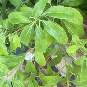 Photo of the plant species Inkberry by @StylishPersia57 named Achilles on Greg, the plant care app