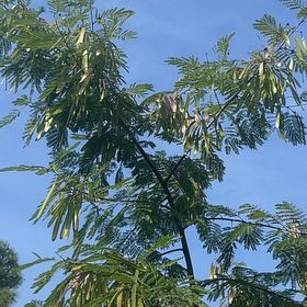 Photo of the plant species Coffee Bush by @StylishPersia57 named Orwell on Greg, the plant care app