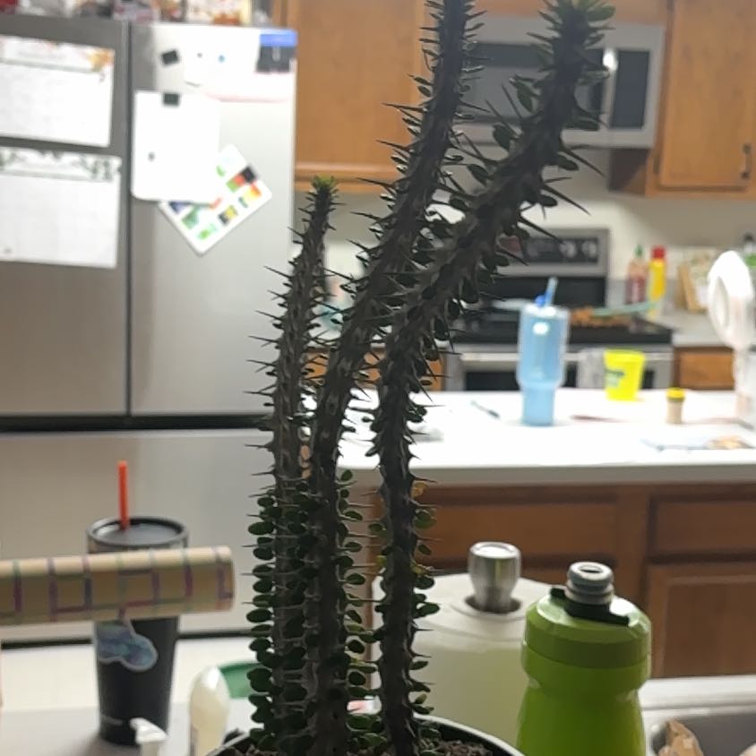 Photo of the plant species Madagascar Ocotillo by @NobleLithop65 named Gregortree on Greg, the plant care app