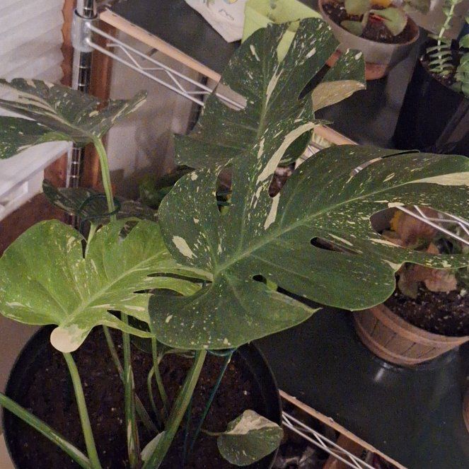 Photo of the plant species Monsterra Thai Constellation by @PremiumCalethea named Maya on Greg, the plant care app