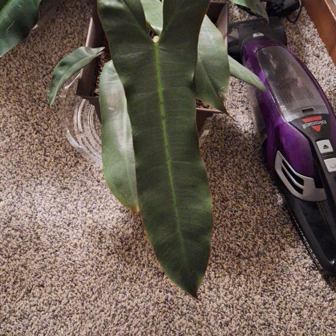Photo of the plant species Philodendron atabapoense by @PremiumCalethea named Homer on Greg, the plant care app