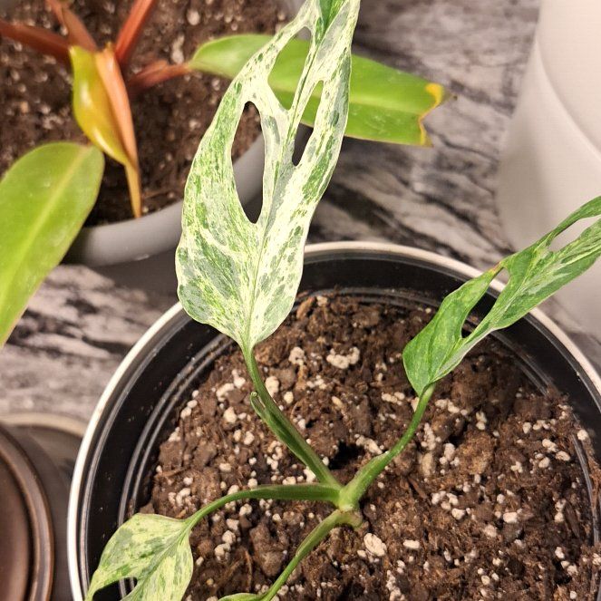 Photo of the plant species Variegated Swiss Cheese Plant by @PremiumCalethea named Plato on Greg, the plant care app