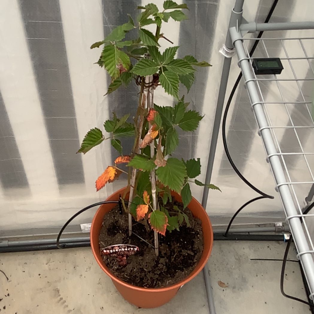 Photo of the plant species Thornless Boysenberry by @FunMum87 named Figyonce on Greg, the plant care app