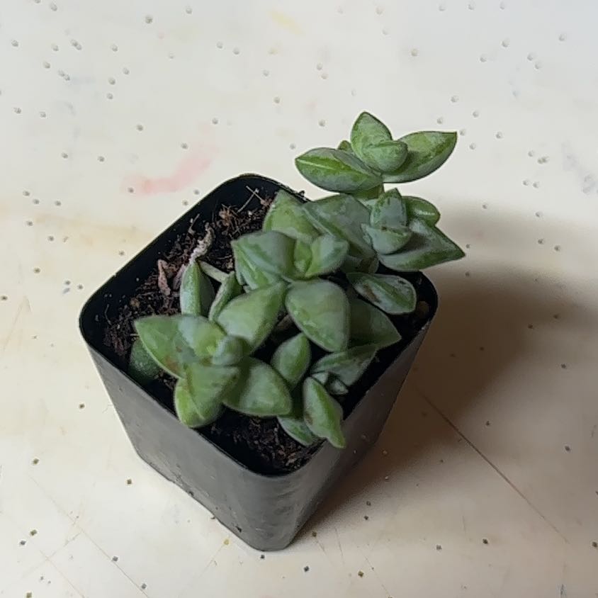 Photo of the plant species Rosary Vine by @GentleOxlip13 named Emerson on Greg, the plant care app