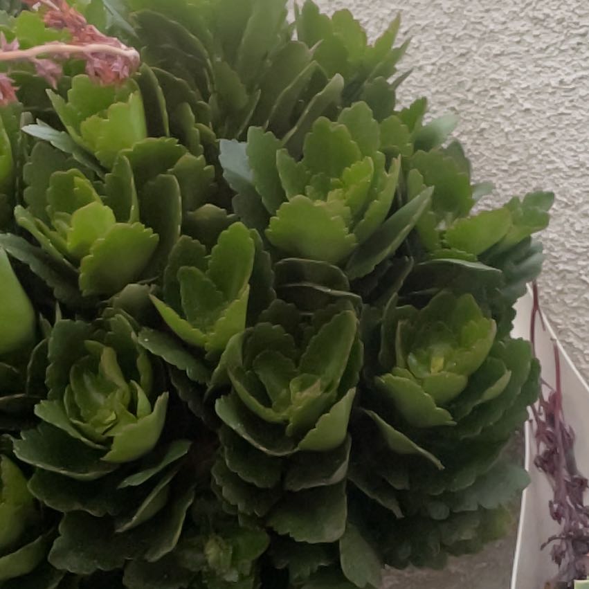 Photo of the plant species Navelwort by @TryCilantro35 named Tree Diddy on Greg, the plant care app