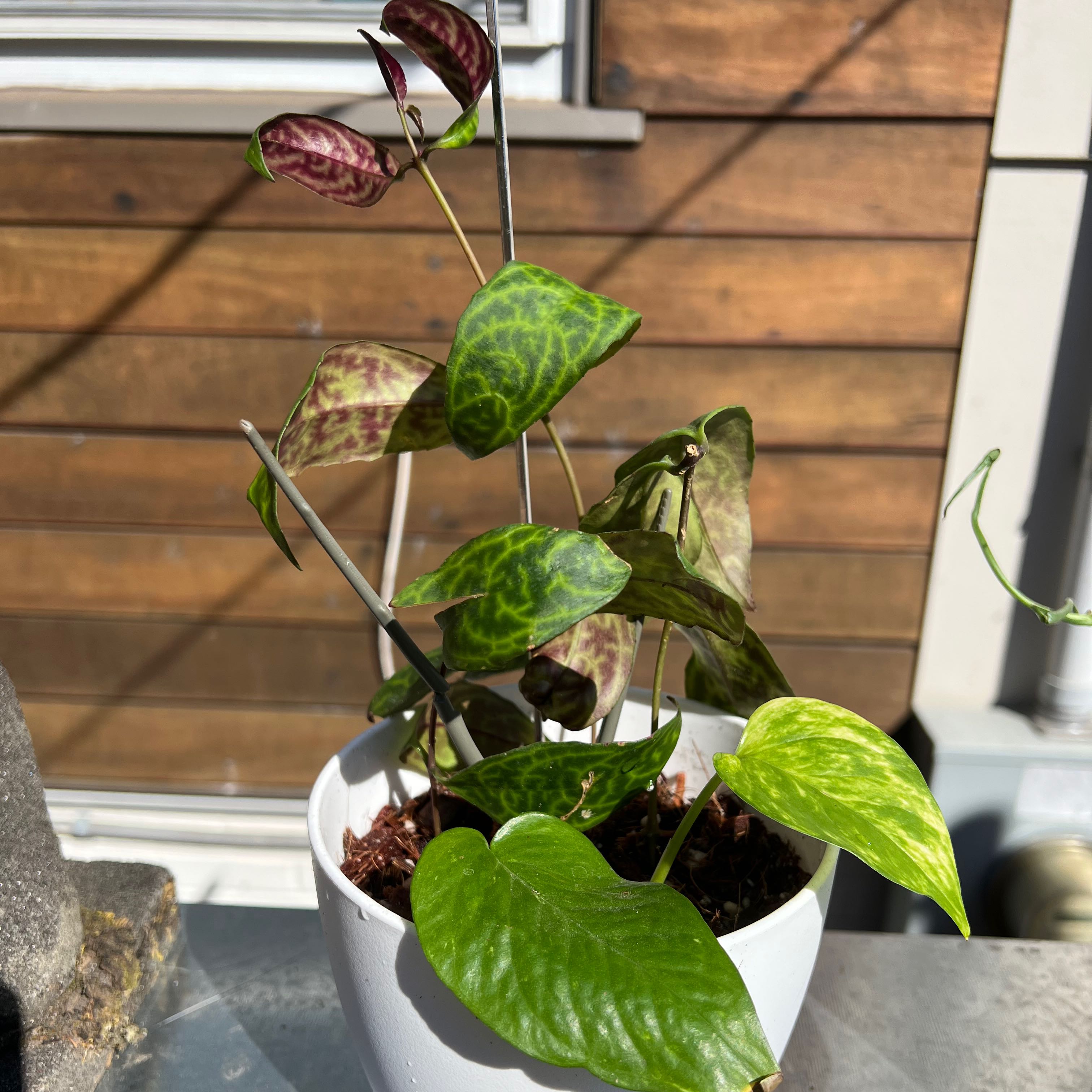 Black Pagoda Lipstick Plant in a white pot with variegated leaves.