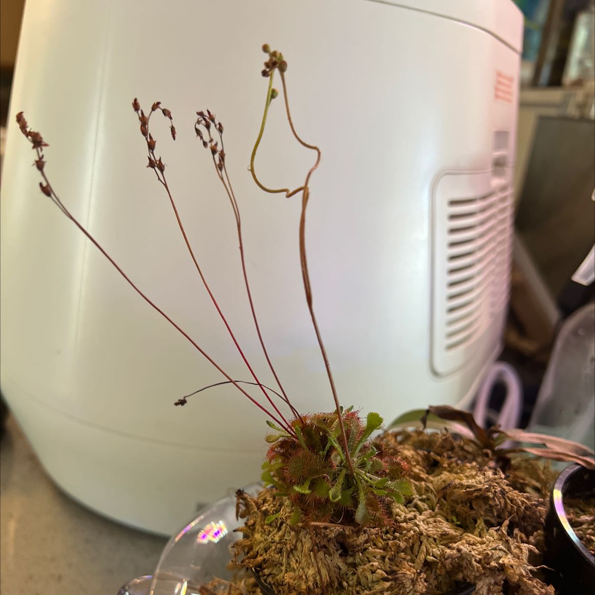 Spoon-Leaved Sundew plant with long stems and small leaves in a container with visible soil.