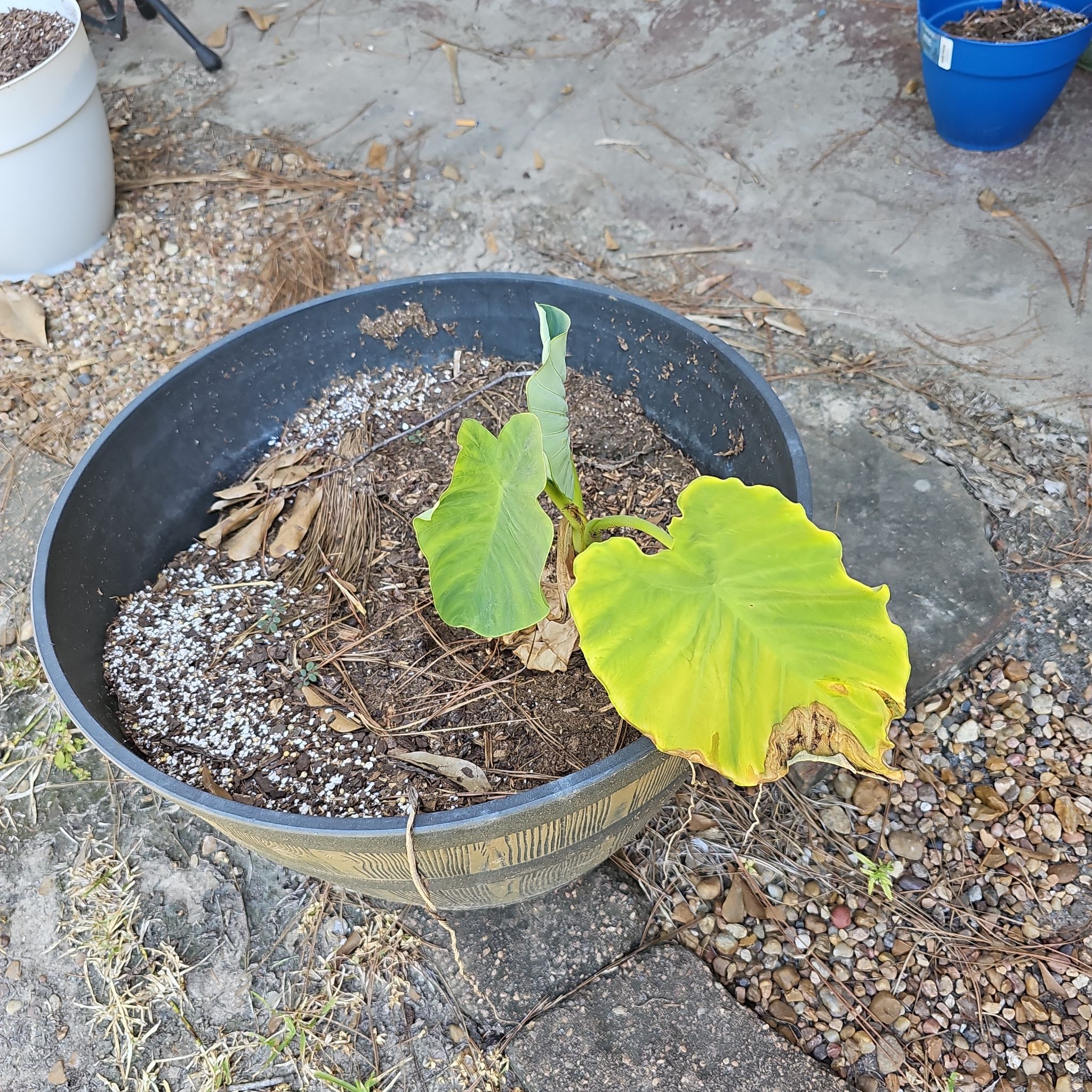 Photo of the plant species Elephant Ear by @TryPignut95 named Bruce Lee on Greg, the plant care app