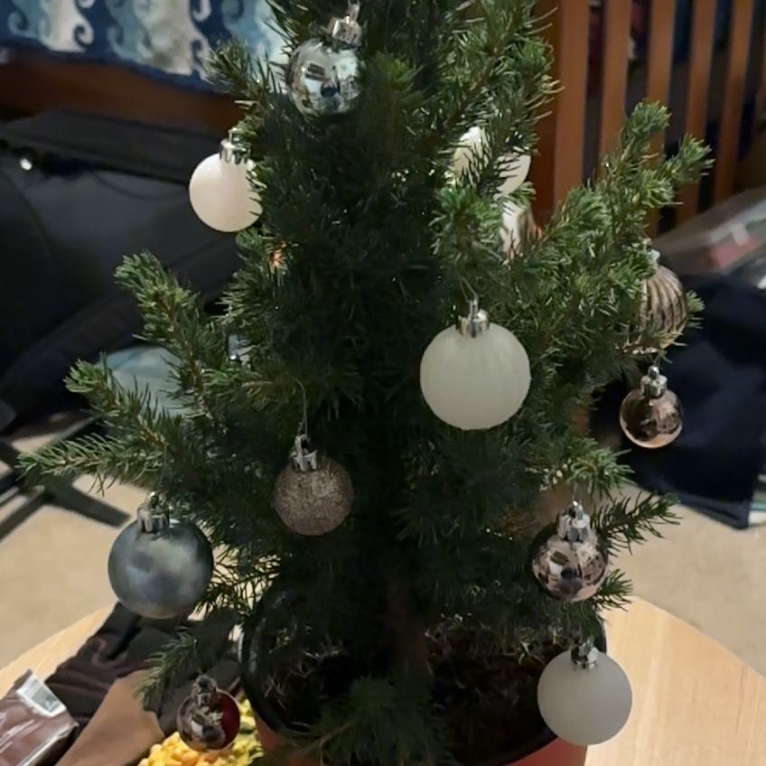 Photo of the plant species Dwarf Alberta Spruce by @FreeRimu85 named Pax on Greg, the plant care app