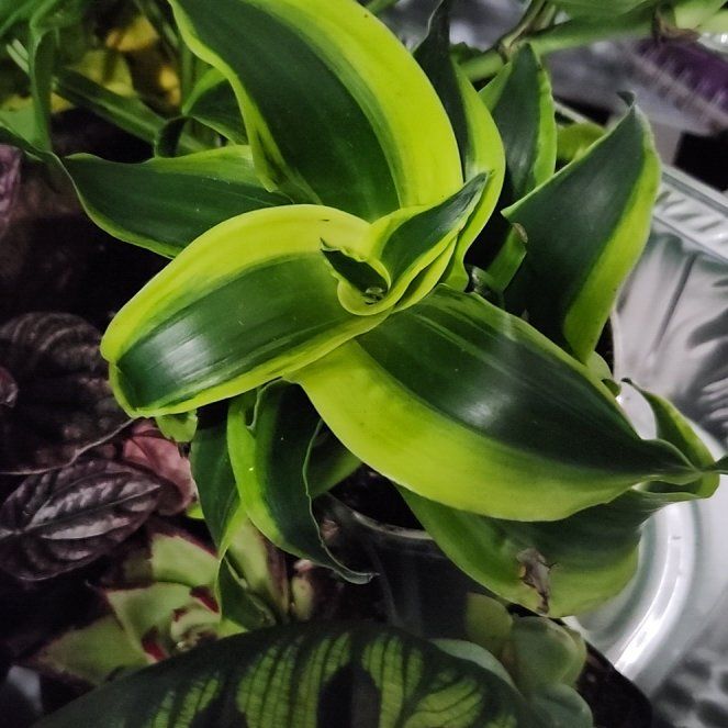 Photo of the plant species Dracanea Bi Color by @BlossomLady named Kardashian on Greg, the plant care app