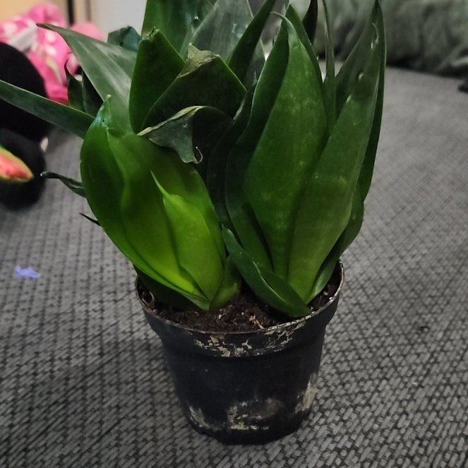 Photo of the plant species Snake Plant by @BlossomLady named Captain Plant-it on Greg, the plant care app