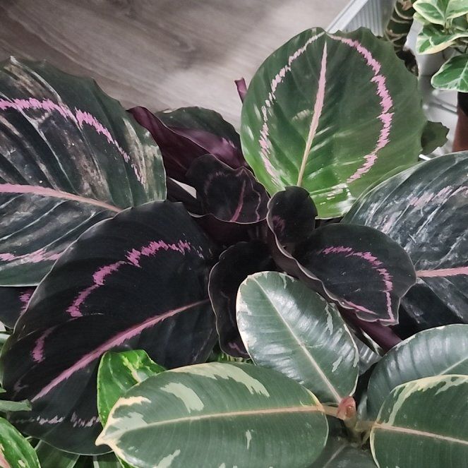 Photo of the plant species Calethea Dotty by @BlossomLady named Rosa on Greg, the plant care app