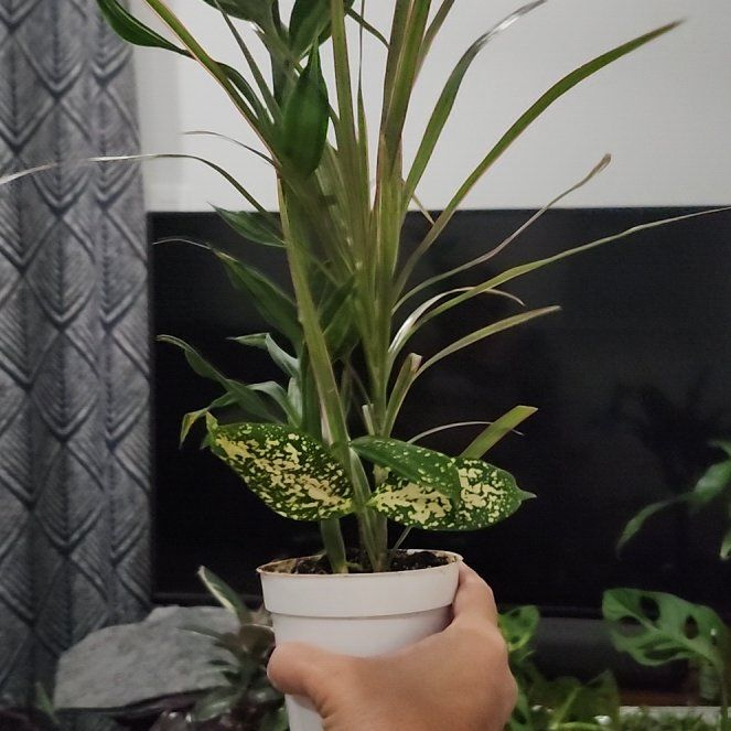 Photo of the plant species Dracanea Bi Color by @BlossomLady named Beckham on Greg, the plant care app