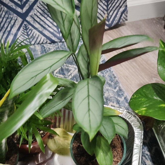 Photo of the plant species Grey Star by @BlossomLady named Spike Leaves on Greg, the plant care app