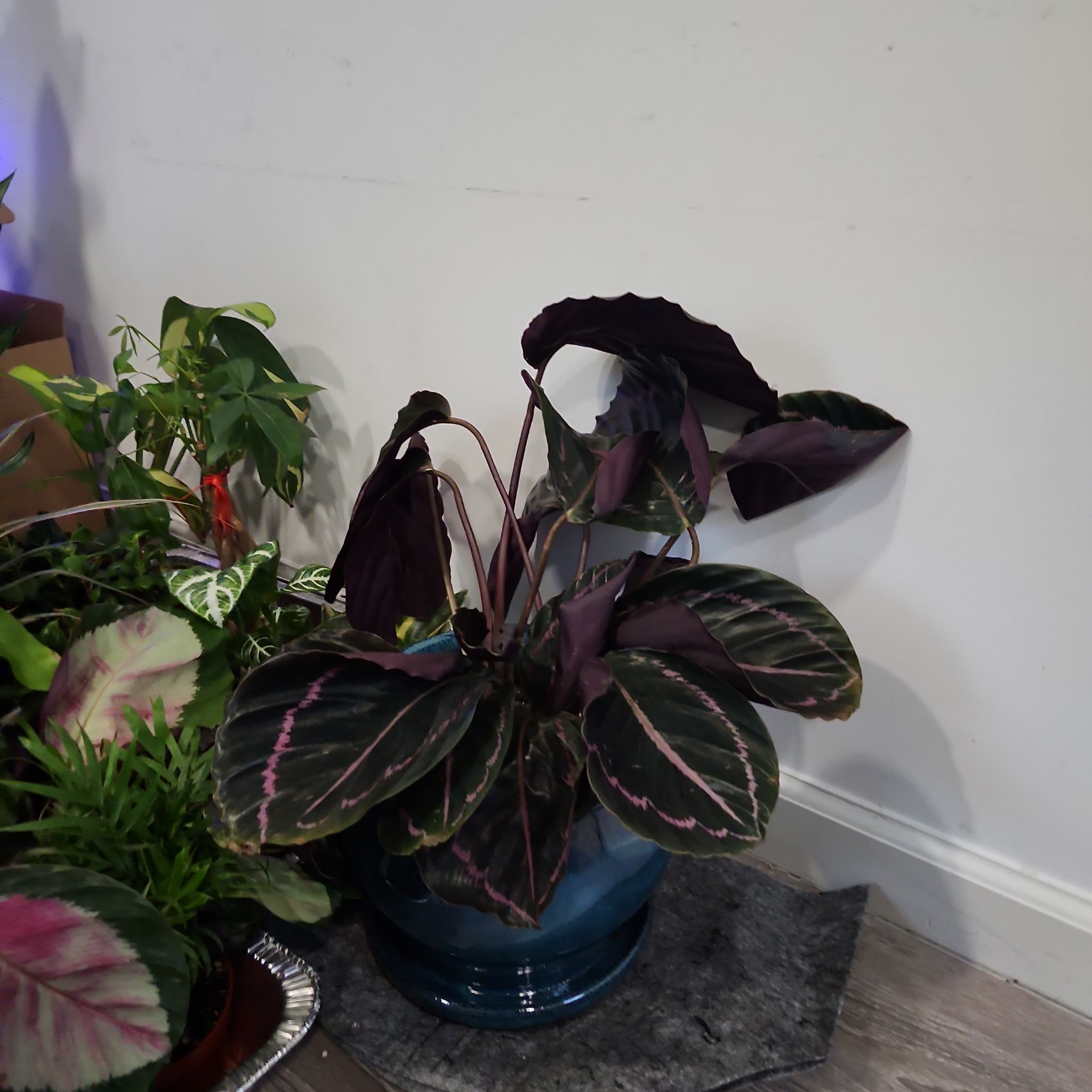 Photo of the plant species Calethea Dotty by @BlossomLady named Rihanna on Greg, the plant care app