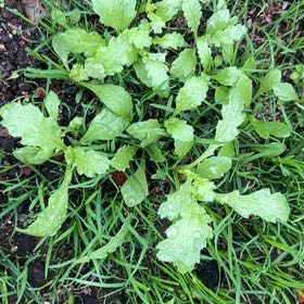 Photo of the plant species Annual Fleabane by @TopRemuremu64 named Harmony on Greg, the plant care app
