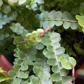 Photo of the plant species Ceterach Officinarum by @FreeFrithia78 named Maya on Greg, the plant care app