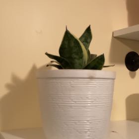 Photo of the plant species Snake Plant by @PureRedvein93 named Fernie Mercury on Greg, the plant care app