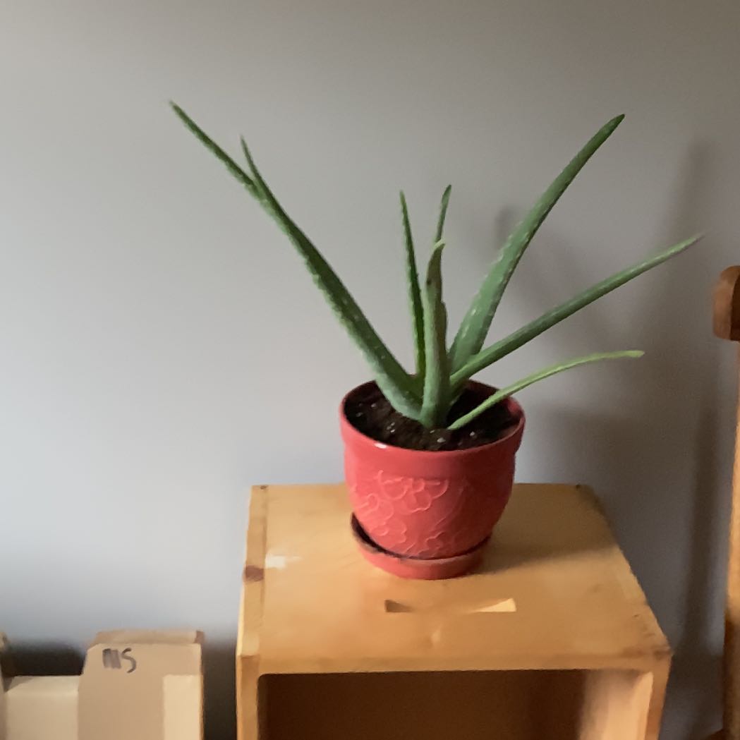 Vera Jr