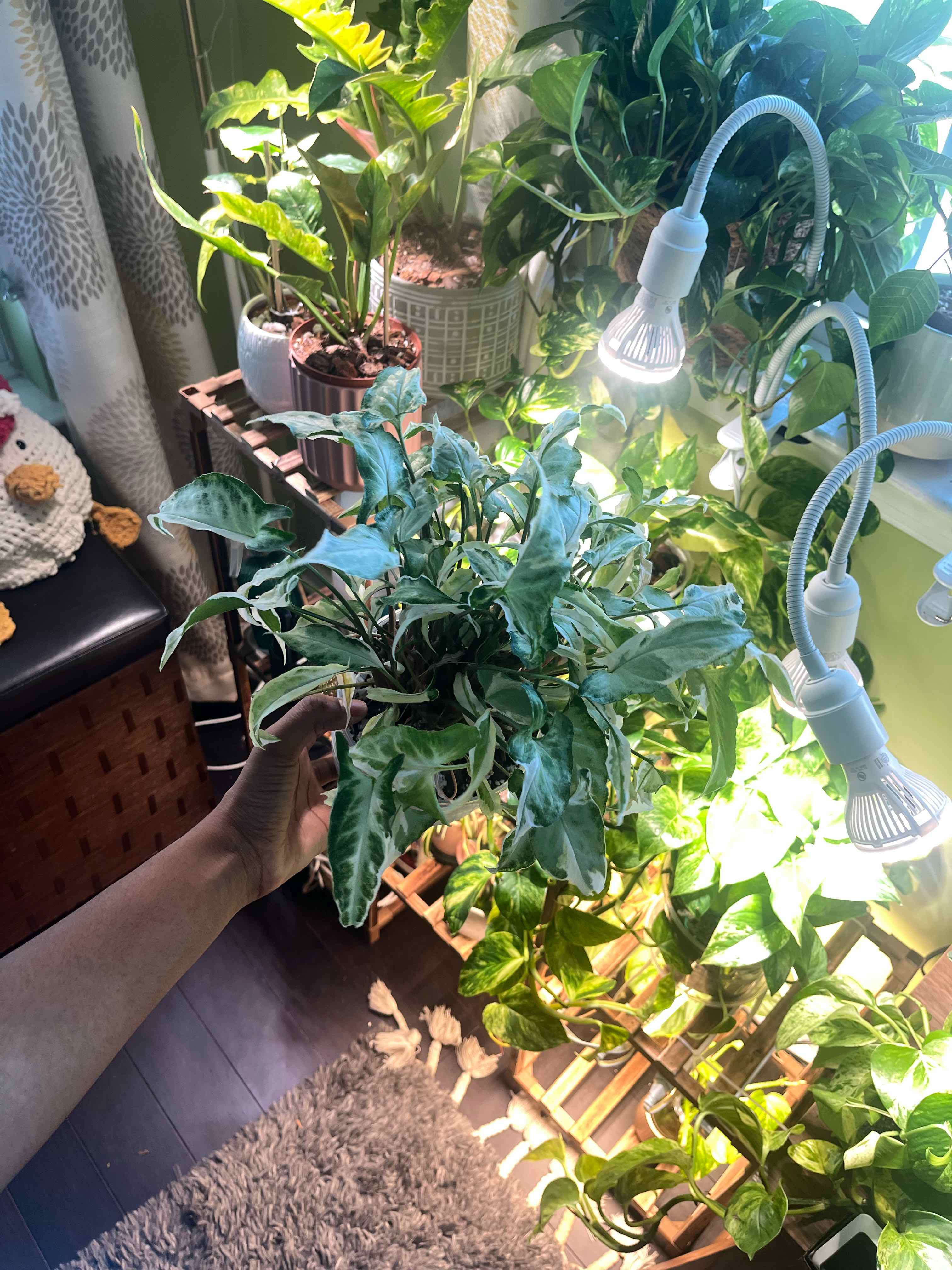 Photo of the plant species Syngonium Starlite by @itsonlyashley_ named Starlite on Greg, the plant care app