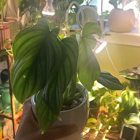Photo of the plant species Philodendron mamei by @itsonlyashley_ named Tolkien on Greg, the plant care app