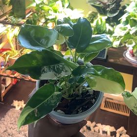 Photo of the plant species Burle Marx Variegata by @itsonlyashley_ named Homer on Greg, the plant care app